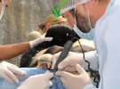 У Києві гімалайським ведмедям запломбували зуби і зробили манікюр