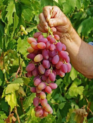 Виноград сорту Ювілей Новочеркаська має солодкі рожево-жовті ягоди. Вони виростають завбільшки три з половиною-чотири сантиметри