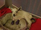 "Чудо - самая ласковая из коз", - признается ветеринар Сара Остин