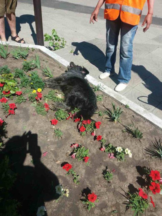 В Кропивницком продолжают массово травить собак