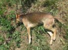 У Кропивницькому продовжують масово труїти собак