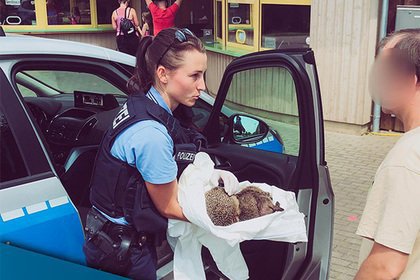 Їжаки напилися лікеру і позасинали на дитячому майданчику