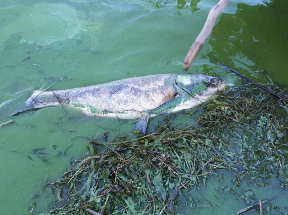 Из-за жары в Днепре возле Черкасс гибнет рыба