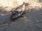 Из-за жары в Днепре возле Черкасс гибнет рыба