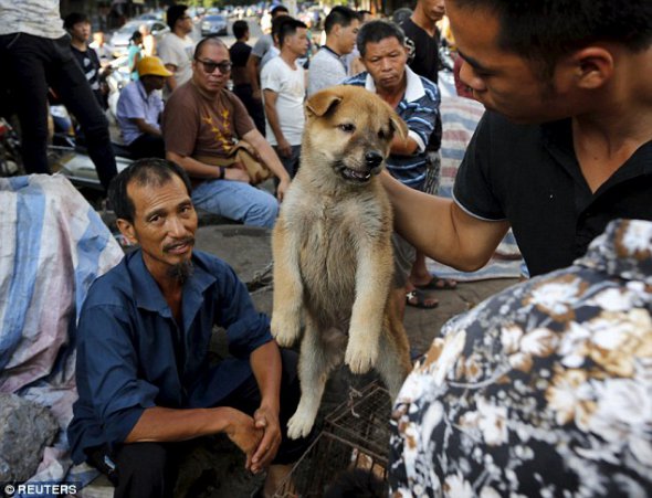 В Китае эта традиция происходит еще с 500 г. до н.э. За год в стране съедают около 10 млн собак.