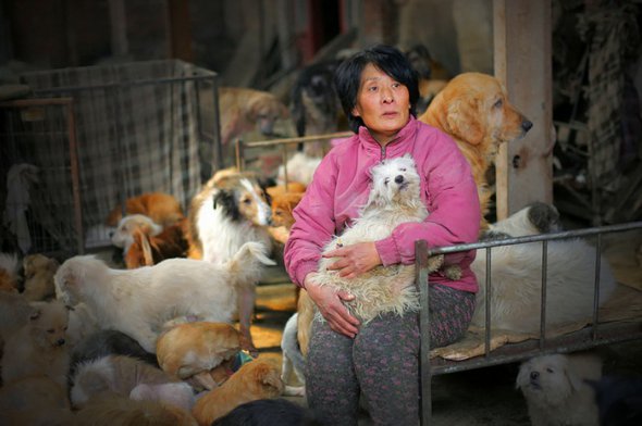 Бывшая учительница Ян Сяо Юн потратила более 614 тыс. грн на выкуп собак накануне фестиваля.