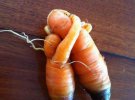 Морковки обнимаются, будто пара