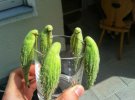 Огірки, що стали схожими на папуг