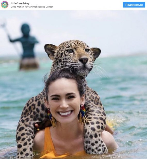Туристы публикуют впечатляющие фото купания с ягуарами