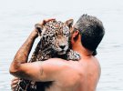 Туристы публикуют впечатляющие фото купания с ягуарами