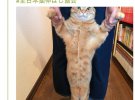 "Котячий" флешмоб набув популярності серед японців. Вони намагаються визначити найдовшого кота.