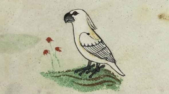 Изображение какаду нашли в манускрипте XIII в. в библиотеке Ватикана