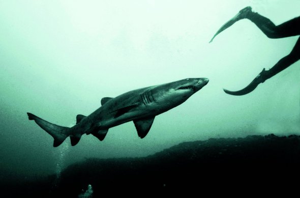 Акула пливе за дайвером біля південно-східного берега Південно-Африканської Республіки. Сергій Глущенко зробив цю фотографію влітку 2008 року . Цієї пори сардини починають масову міграцію.  Біля них збираються сотні акул
