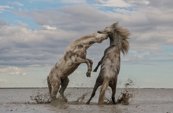 Кращі роботи фотоконкурсу всесвітньої організації The Nature Conservancy