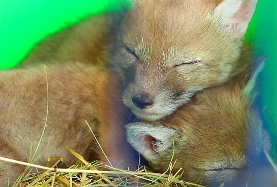 В зоопарке родились двое корсаков - это редкие животные похожи на лис, но меньше.