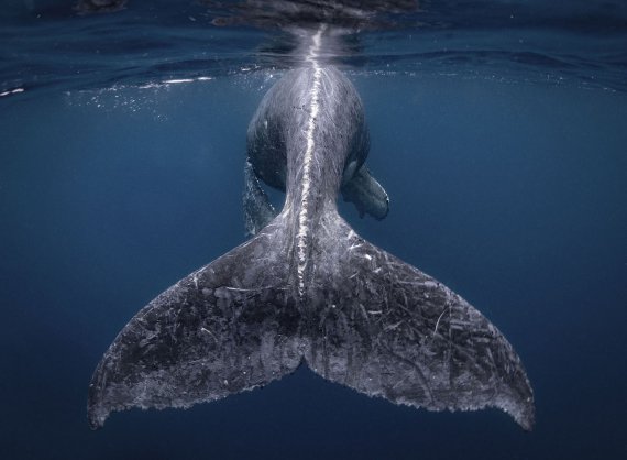 Горбатый кит неподалеку от острова Кумедзима, Япония