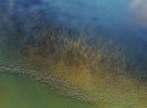 Тисячі фламінго над озером Натрон в Танзанії