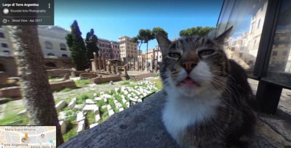 Странная морда кота на Google-картах заставила мир биться в конвульсиях. Фото: znaj.ua