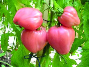 Помідори сорту Алсу мають червоні плоди серцеподібної форми. ­Дозрівають за 100 днів