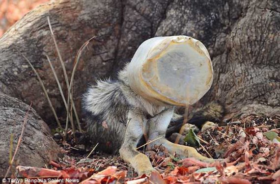 Вовка з пластиковим контейнером на голові знайшла група фотографів