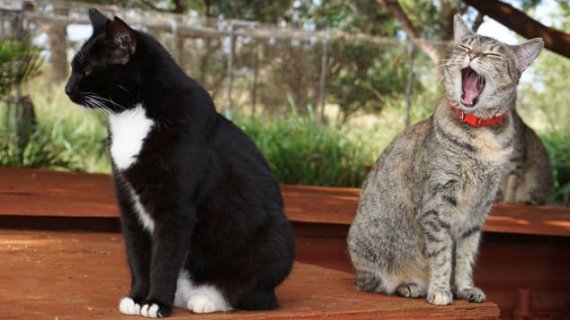 У котячому заповіднику на острові Ланаї мешкають близько 600 котів