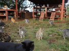У котячому заповіднику на острові Ланаї мешкають близько 600 котів