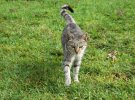 В кошачьем заповеднике на острове Ланаи проживают около 600 кошек