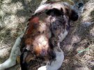 В одном из дворов Кропивницкого жители города нашли изуродованные тела щенков. У животных были отрезаны головы