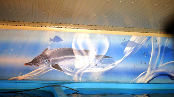 Басейни із осетрами на аквафермі прикрашає банер із їх зображенням.