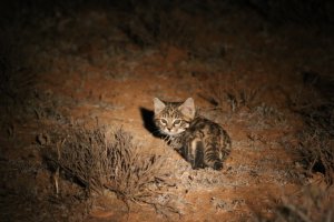 Felis nigripes. Цей представник сімейства котячих доводить, що зовнішність оманлива.