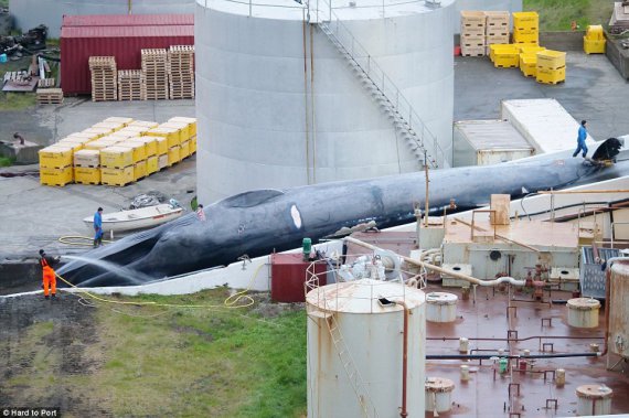 Исландские китобои забили редкого синего кита
