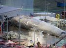 Ісландські китобої забили рідкісного синього кита