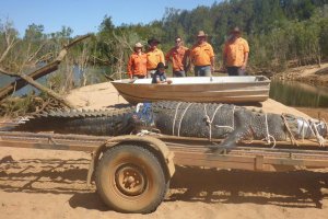 Крокодила завдовжки 4,71 мет­ра виловили в Ав­стралії із річки Кетерін. Тварині приблизно 60 років