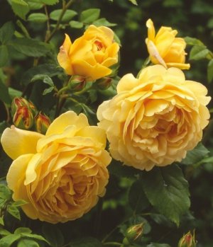 Англійські троянди сорту Голден селебрейшн — жовтого кольору з квітами діаметром 14–15 сантимет­рів. Мають сильний п’янкий аромат