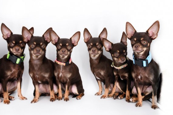 Кумедний рекорд:  з найменшої у світі собаки Міллі зробили 49 копій