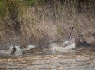 Фотографи зняли полювання крокодилів