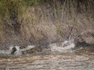Фотографы сняли охоту крокодилов