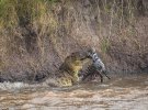 Фотографы сняли охоту крокодилов