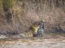 Фотографи зняли полювання крокодилів