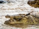 Фотографи зняли полювання крокодилів