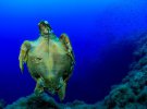 Черепаха Логгерхед, охраняемая на международном уровне, была найдена мертвой - рыболовная леска зацепилась во рту