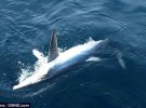 20 акул вдалося спіймати рибалкам біля берегів Англії.