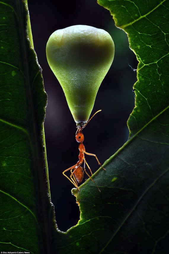 Опубликовали фото муравья с фруктом на голове
