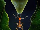 Опублікували фото мурахи з фруктом на голові