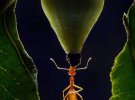 Опубликовали фото муравья с фруктом на голове