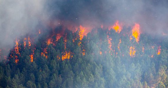 На территории Швеции зафиксированы 44 отдельные лесные пожары