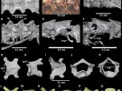  У бурштині знайшли скелет дитинчати змії віком близько 98,8 млн років