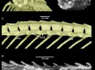 В янтаре нашли скелет детеныша змеи возрастом около 98,8 млн лет