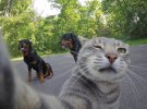 Кот Гаф делает удачные снимки с собаками. Фото: Facebook