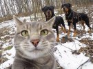 Кот Гаф делает удачные снимки с собаками. Фото: Facebook